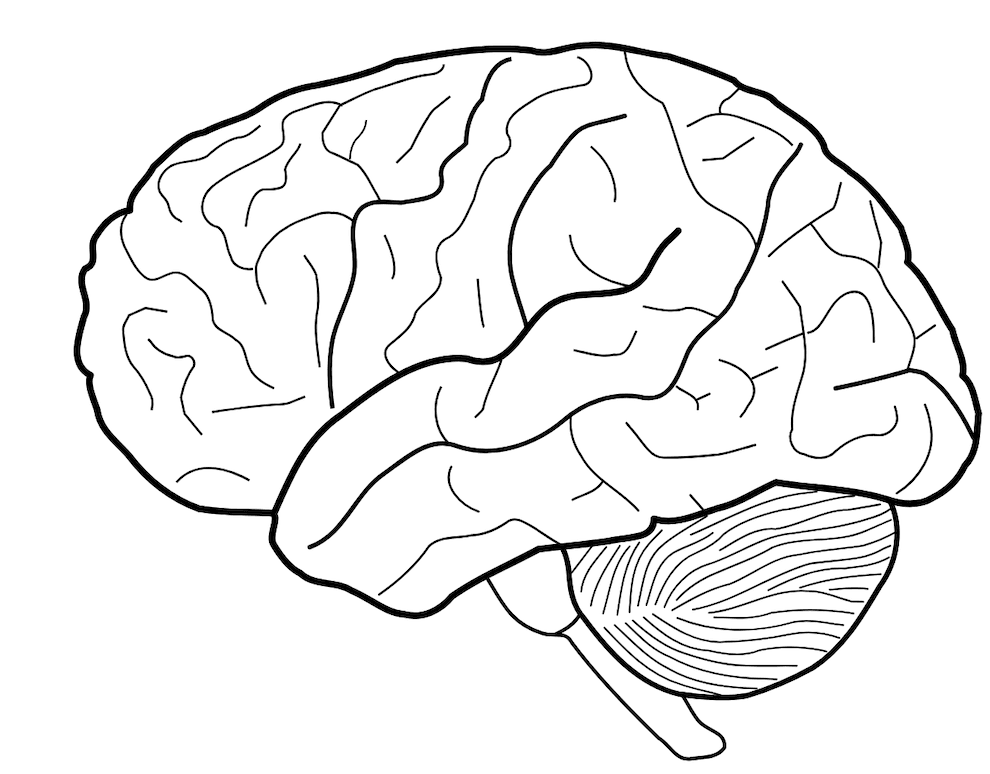 Brain